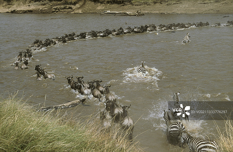 肯尼亚马拉河的动物迁徙图片素材