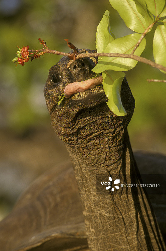 塞舌尔阿尔达布拉巨龟图片素材