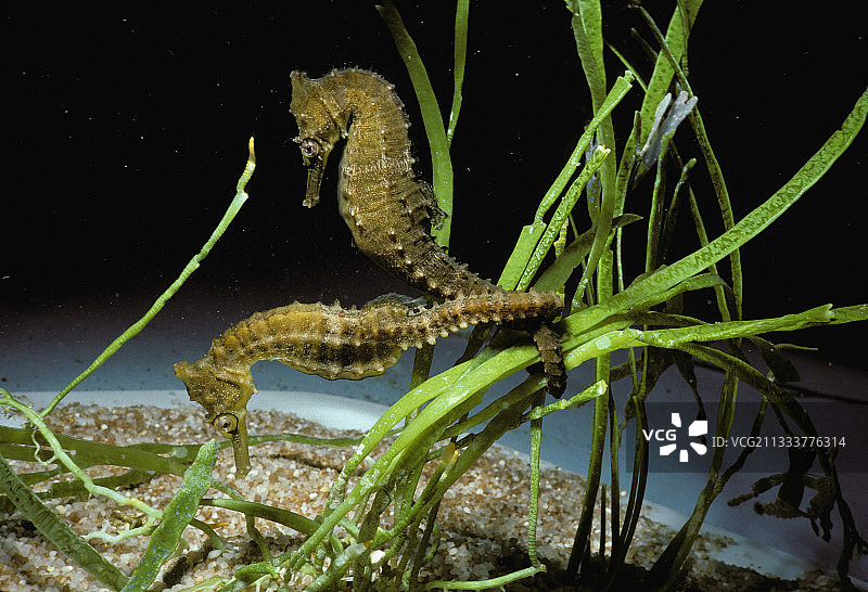 东澳大利亚水族馆中的多刺海马图片素材