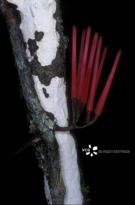 在蒙特祖马克收获的槲寄生花蕾图片素材