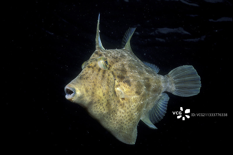 在地中海游动的丝背革鲀图片素材