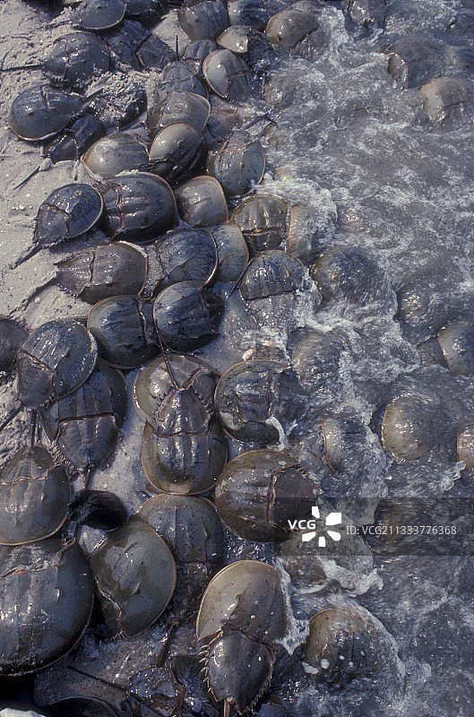 特拉华湾海滩上的大西洋马蹄蟹图片素材
