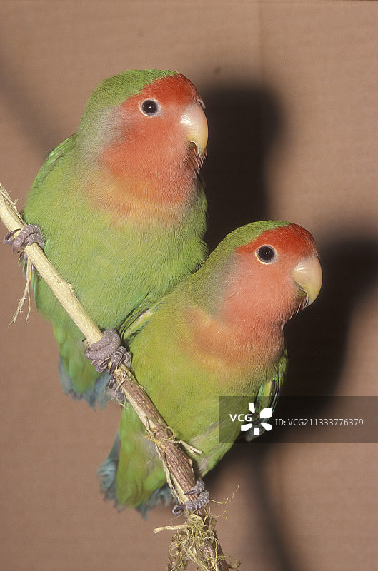 笼子里的一对桃脸鹦鹉图片素材