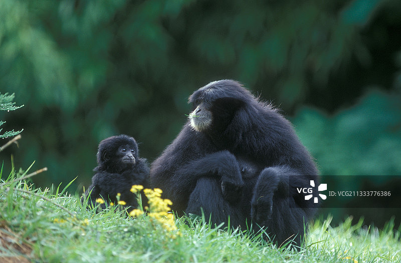 成年合趾猿和幼崽，亚洲图片素材