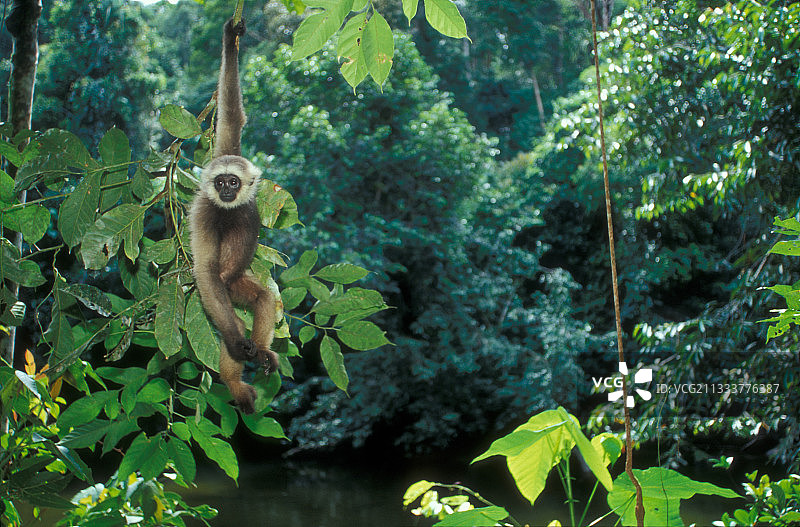 卡拉威特协会图片素材