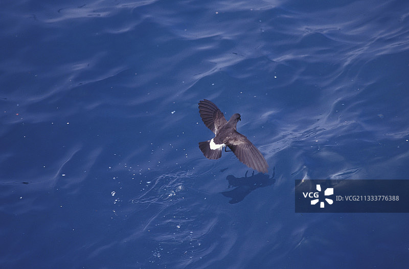 飞行中的威尔逊海燕，凯尔盖朗群岛图片素材