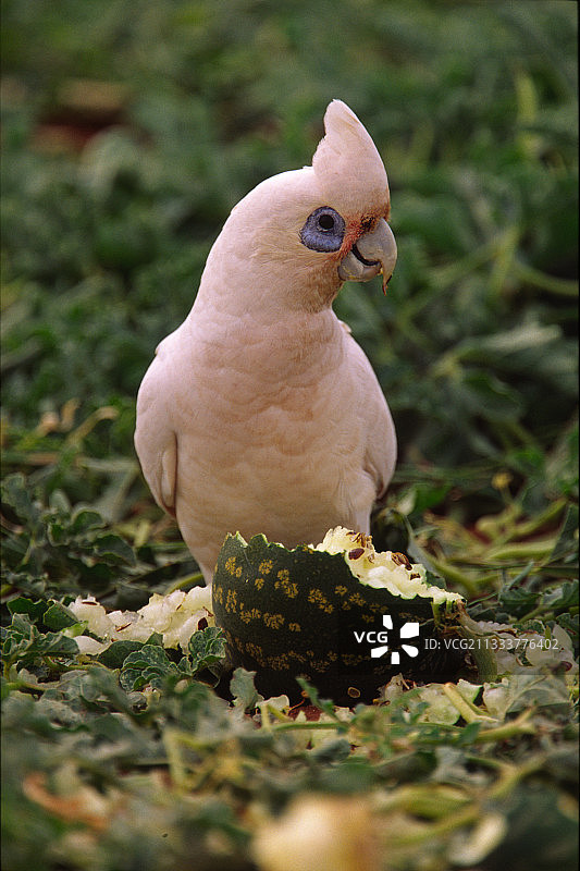 在澳大利亚吃水果的小葵花鹦鹉图片素材