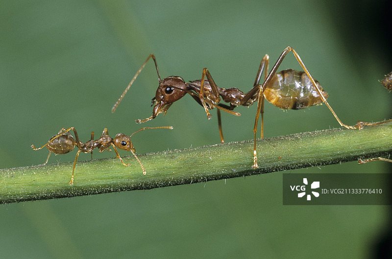 加蓬树干上的织巢蚁图片素材