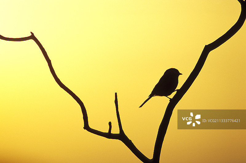 黄昏时栖息在树枝上的沼泽山雀图片素材