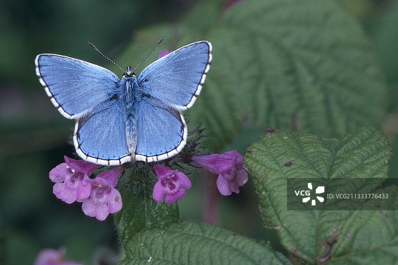 法国花朵上的雄性阿多尼斯蓝蝶图片素材
