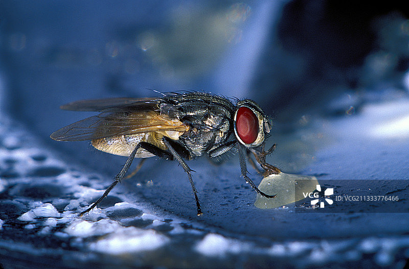 苍蝇进食特写图片素材