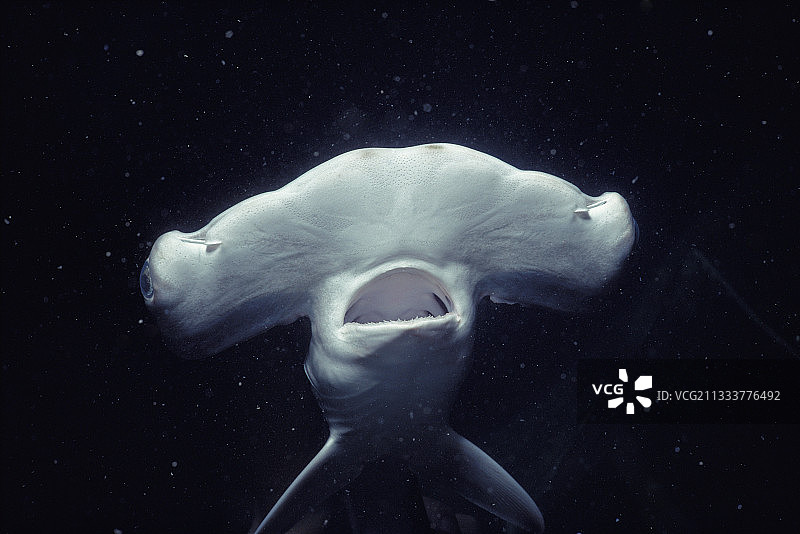 美国夏威夷卡内奥赫湾的幼年扇形双髻鲨图片素材