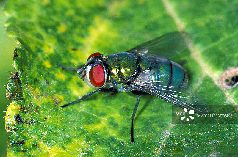 树叶上的普通绿蝇图片素材