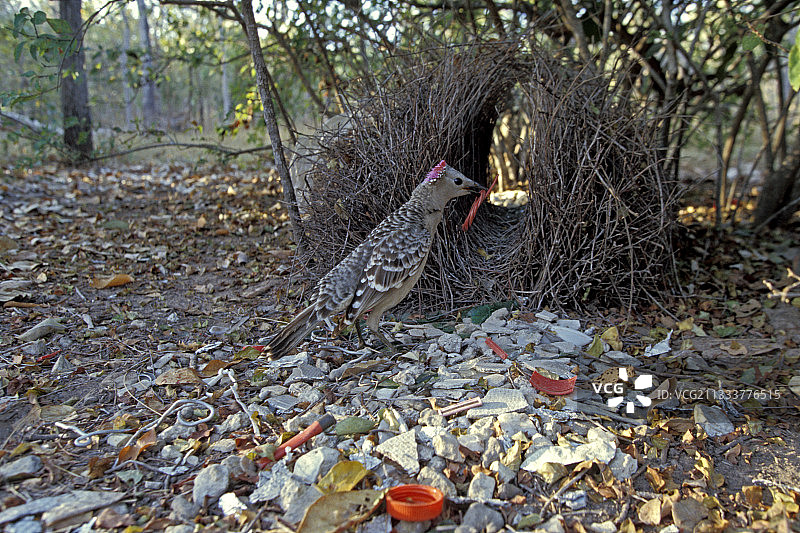 澳大利亚昆士兰州约克角图片素材