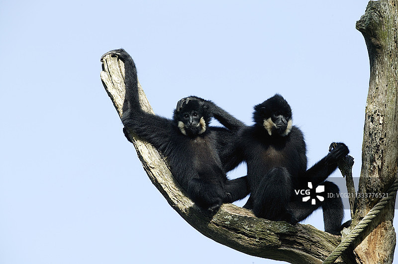 树枝上的两只黄颊长臂猿雄性图片素材