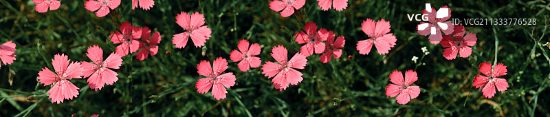 卡图西亚石竹图片素材