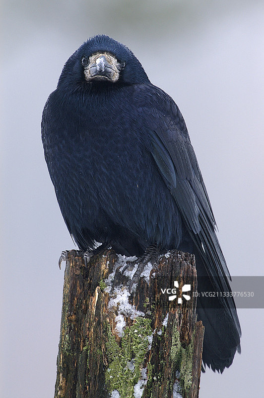 冬季法国孚日山脉中的乌鸦图片素材