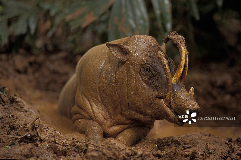 苏拉威西岛上的雄性鹿豚在泥浴中图片素材