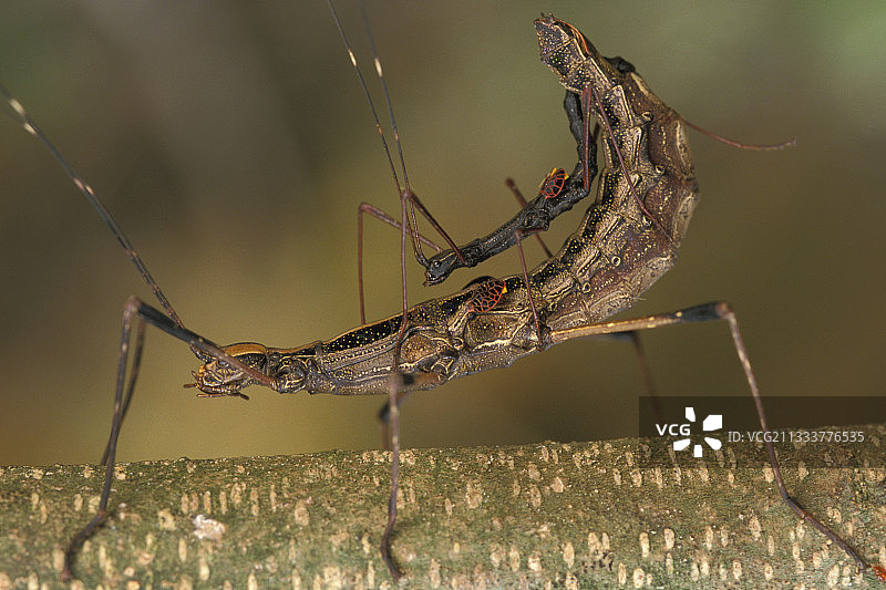 巴西大西洋森林中的竹节虫交配图片素材