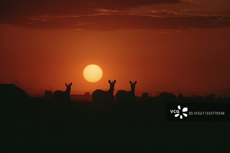 日落时分的斑马，位于肯尼亚安博塞利禁猎区图片素材