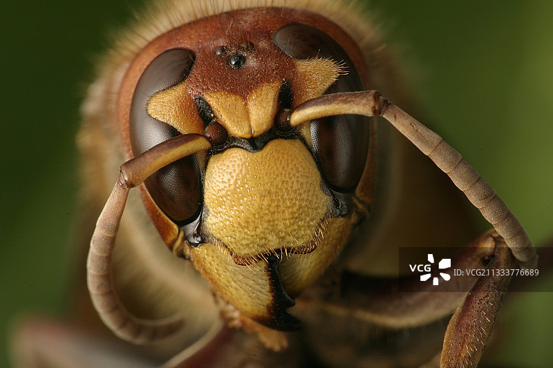 欧洲大黄蜂头部特写图片素材
