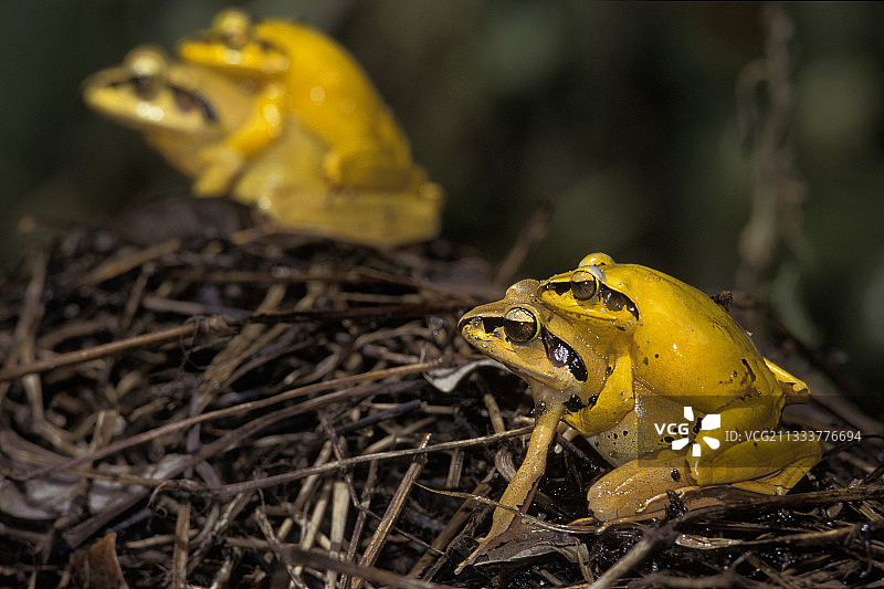 马达加斯加岛上的无沟蜥交配图片素材