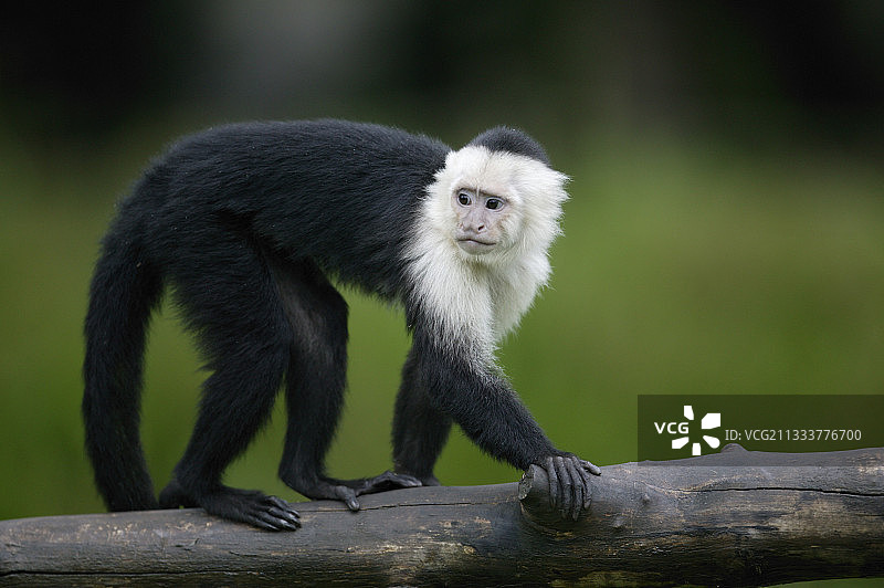 法国亚眠动物园图片素材