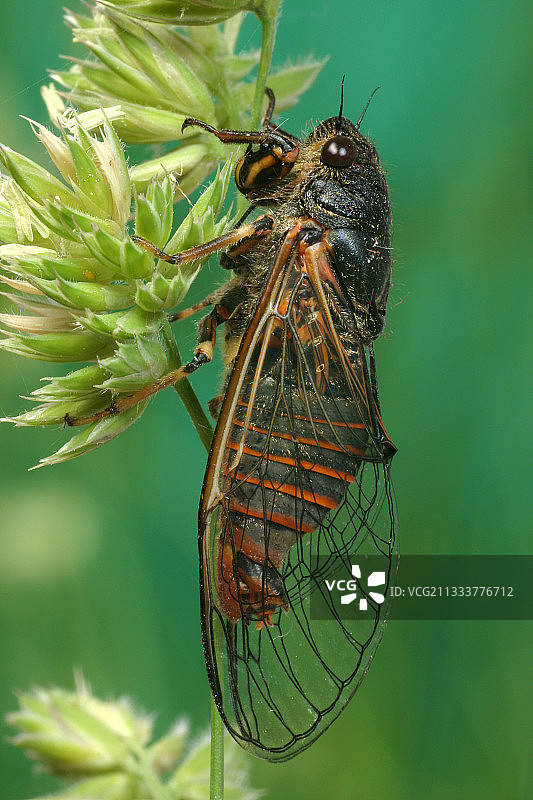 蒙大拿小蝉侧视图图片素材