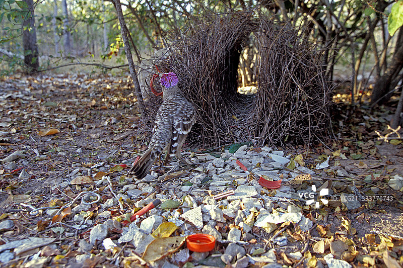 约克角, 澳大利亚昆士兰图片素材
