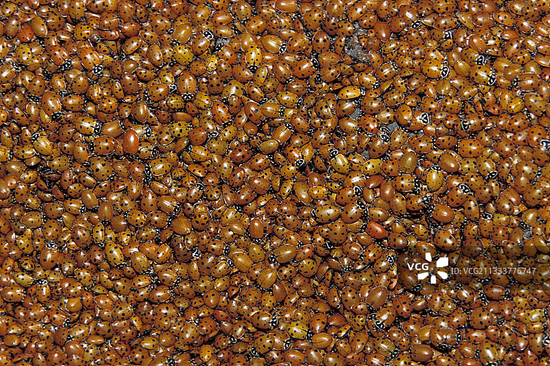 趋同瓢虫汇聚，美国图片素材