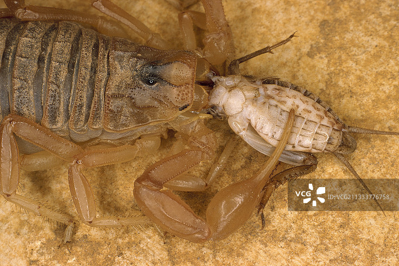 法国：蝎子正在吃昆虫图片素材