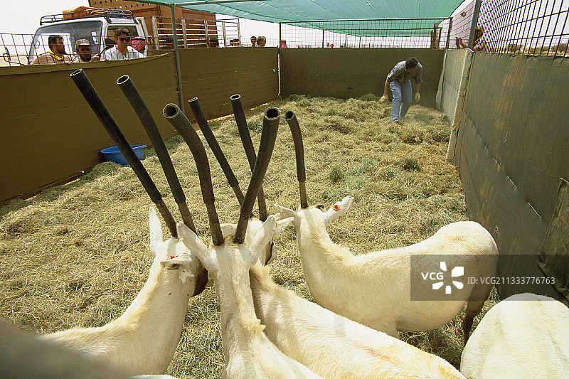 塔伊夫图片素材
