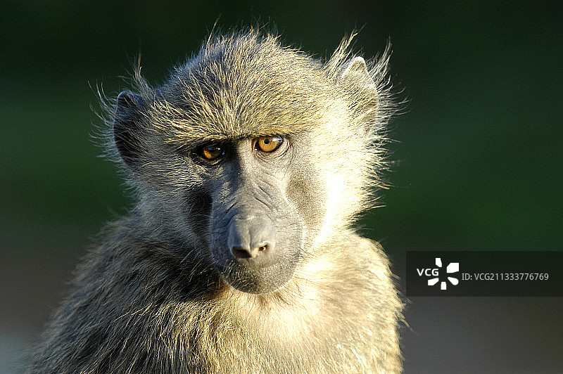 肯尼亚桑布鲁国家公园的幼年狒狒肖像图片素材