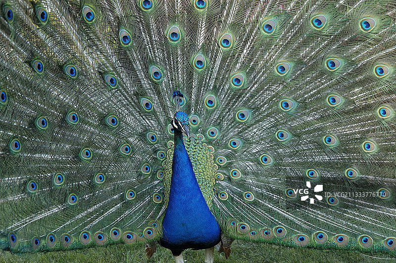 蓝色孔雀展示尾羽图片素材