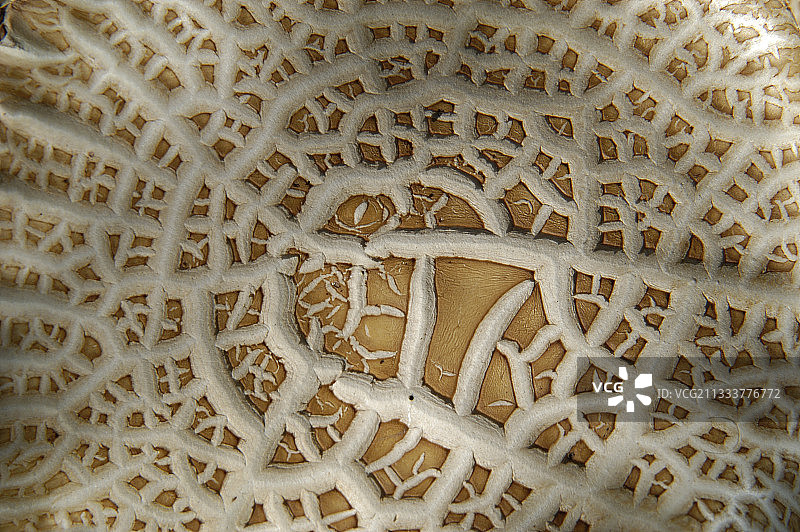 蘑菇帽子图片素材