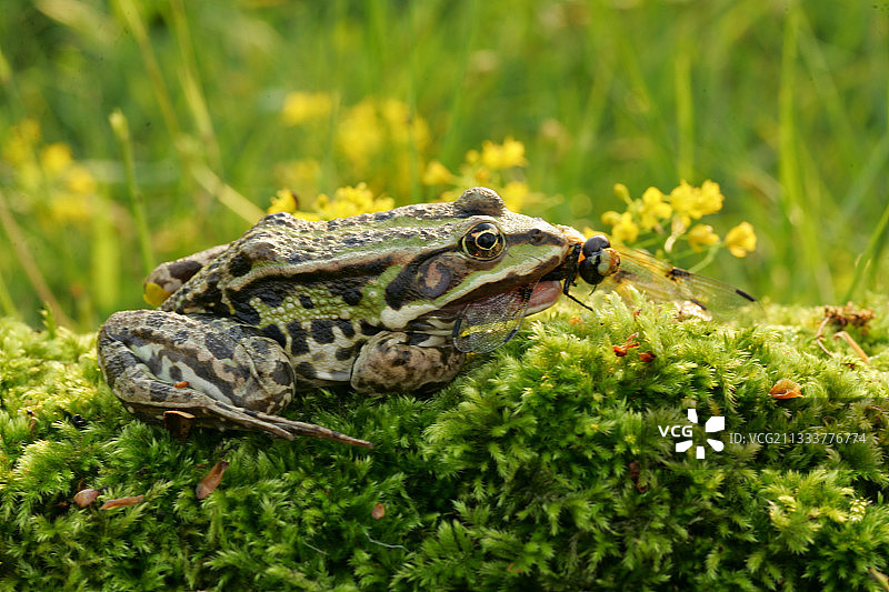 食用蛙在苔藓上吃蜻蜓图片素材