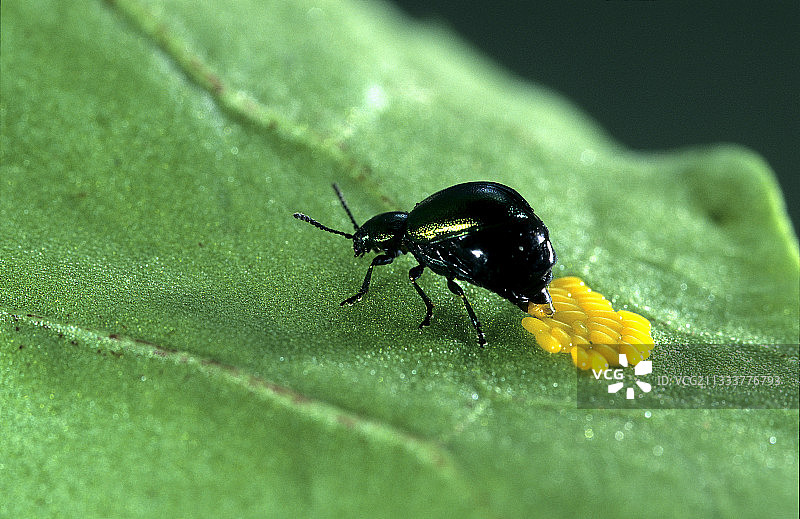 绿蝽在酢浆草叶子上产卵图片素材