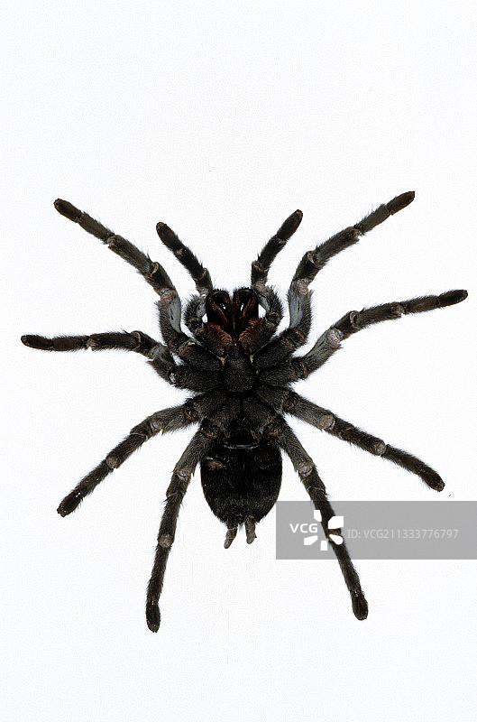 原产于巴西的黑人雌性Mygale的腹面图片素材