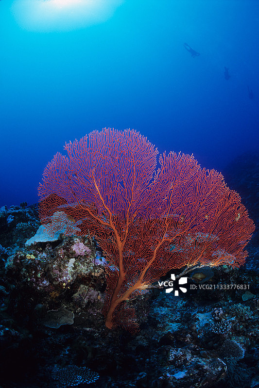 新喀里多尼亚泰尼亚小岛的红色柳珊瑚图片素材