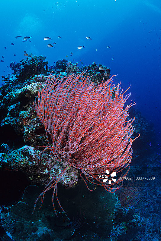 新喀里多尼亚乌韦阿岛的鞭珊瑚图片素材