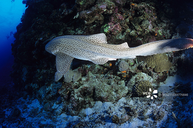 新喀里多尼亚的条纹斑竹鲨图片素材