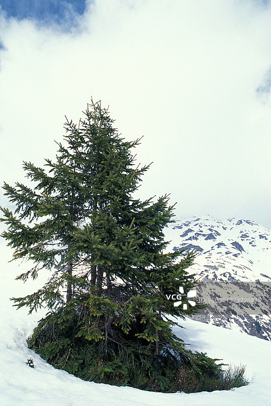 法国萨瓦省博福尔坦地区云杉图片素材