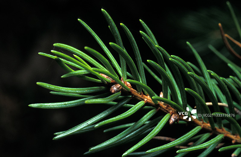 法国萨瓦省博福尔坦地区云杉图片素材