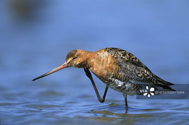 繁殖羽黑尾塍鹬，法国图片素材