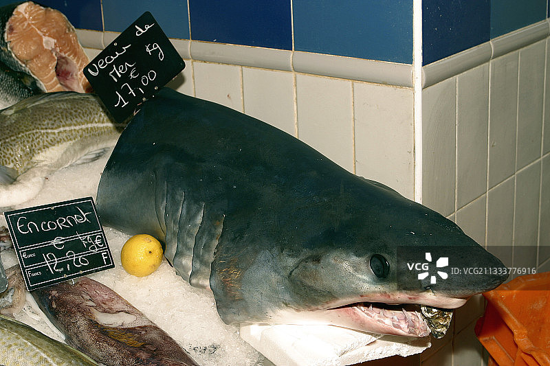 法国勒特雷波尔鱼摊上的长鳍鲭鲨头部图片素材