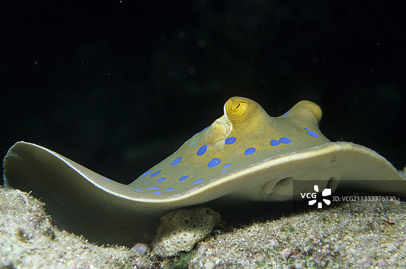 蓝点 ribbon 尾魟，红海，埃及图片素材