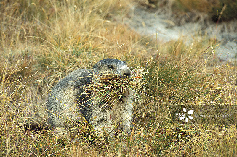 旱獭在冬眠前用草填充洞穴图片素材