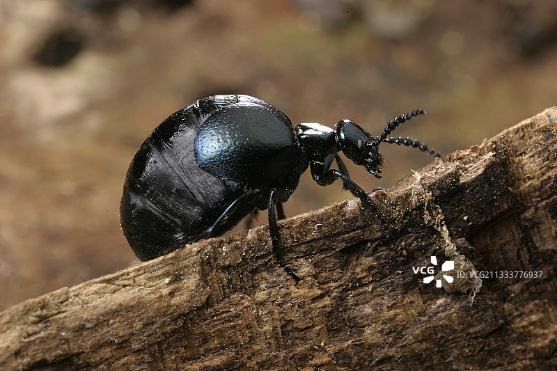 行走在木头上的雌性油甲虫，法国图片素材