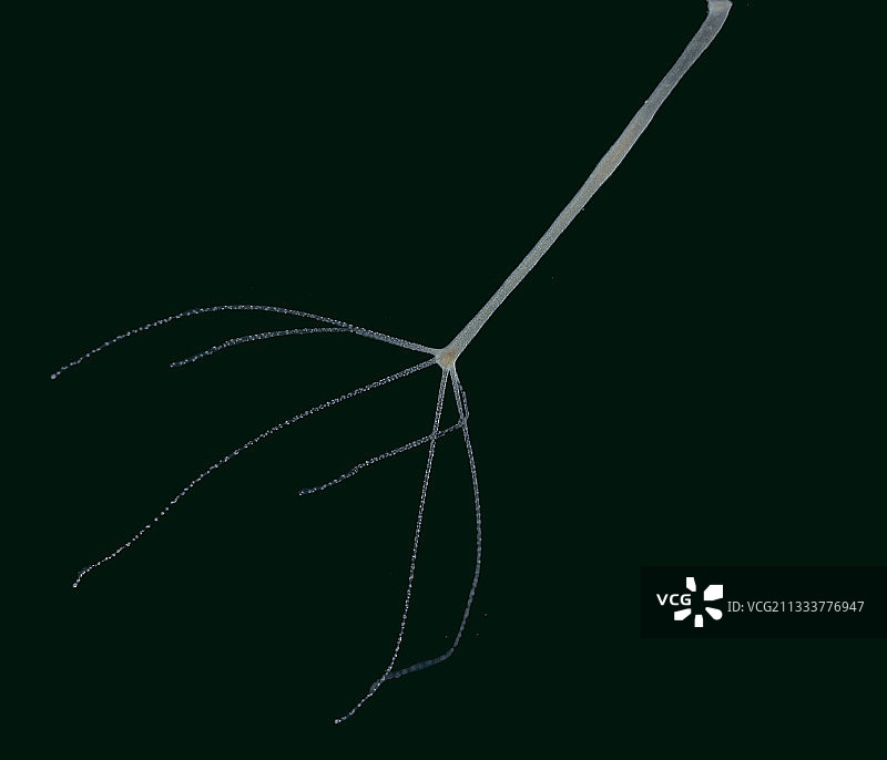 新生的水螅图片素材