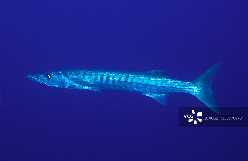 黑鳍梭鱼埃及红海图片素材